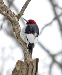 Red headed Woodpecker